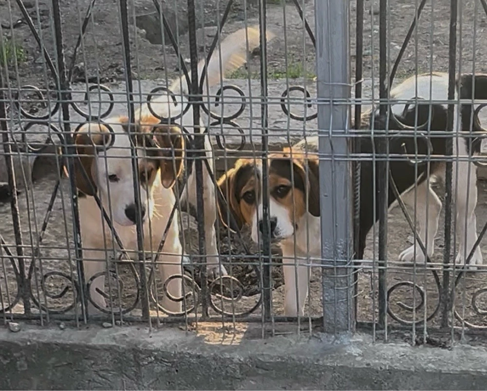 Cățelușe Beagle Tricolor 