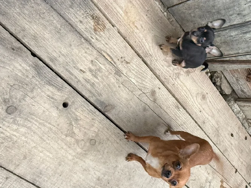 catelusa chihuahua
