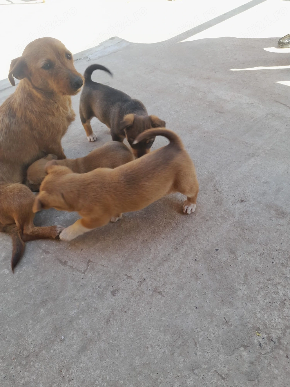 Cățeluși de donat 