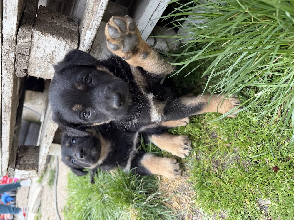 Pui Ciobănesc German deosebiți   Vaccinați și Deparazitați (Carnet Sănătate)