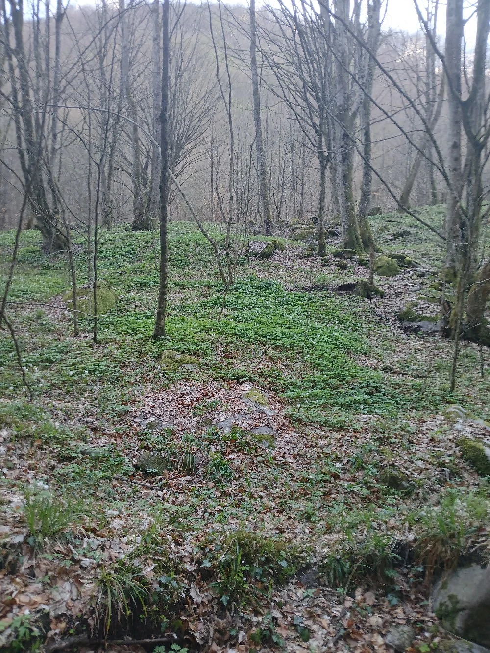 vand teren Borlova-Muntele Mic