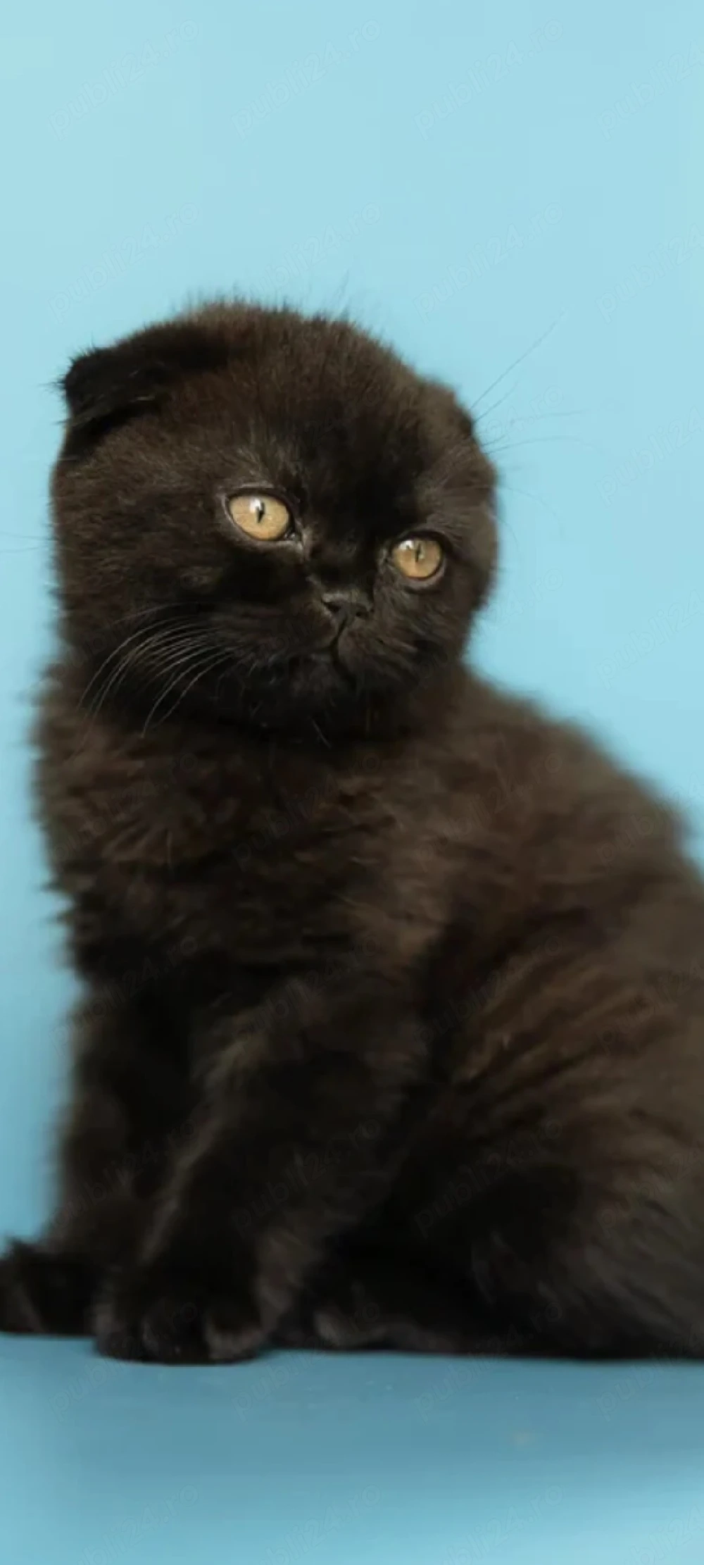 scottish fold blak!!!