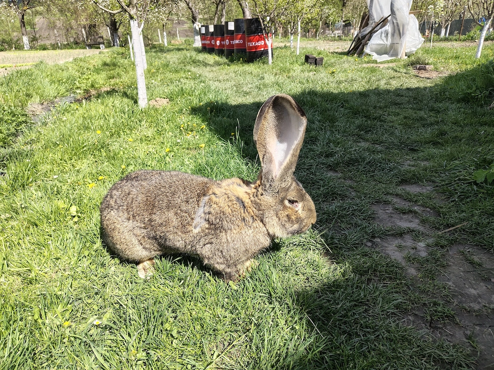 Vând iepuri uriaș german