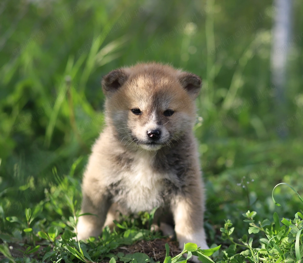 Puiut Akita Inu femela