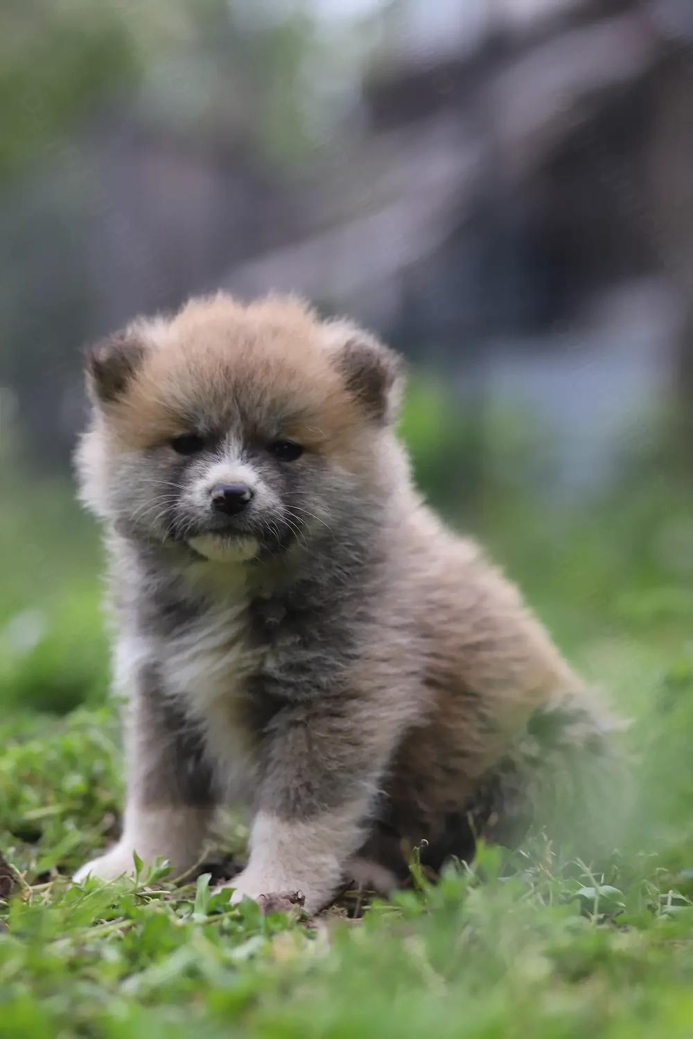 Puiut Akita Inu mascul