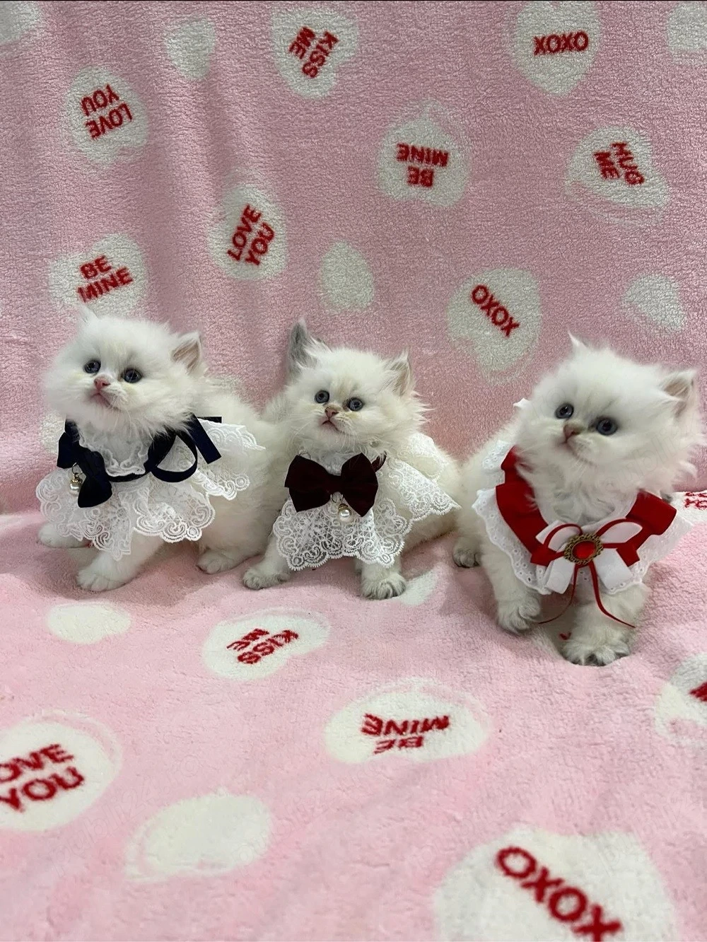 british colorpoint superb 