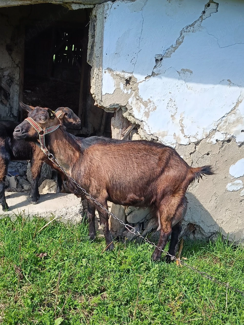vand edite si tap