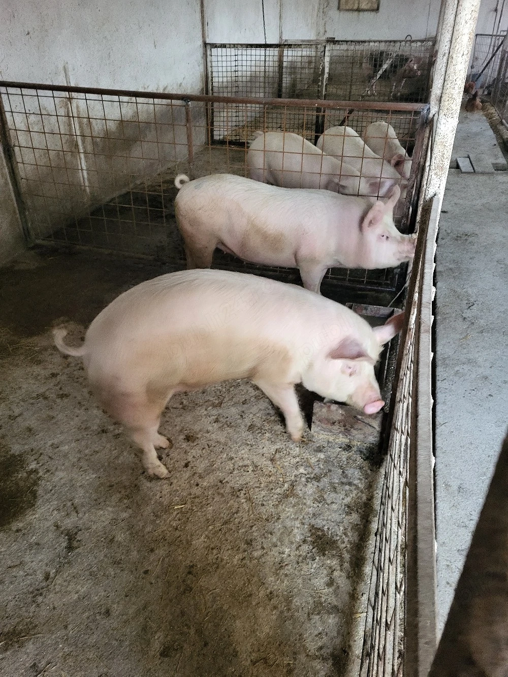 Vand porc aproximativ 100kg