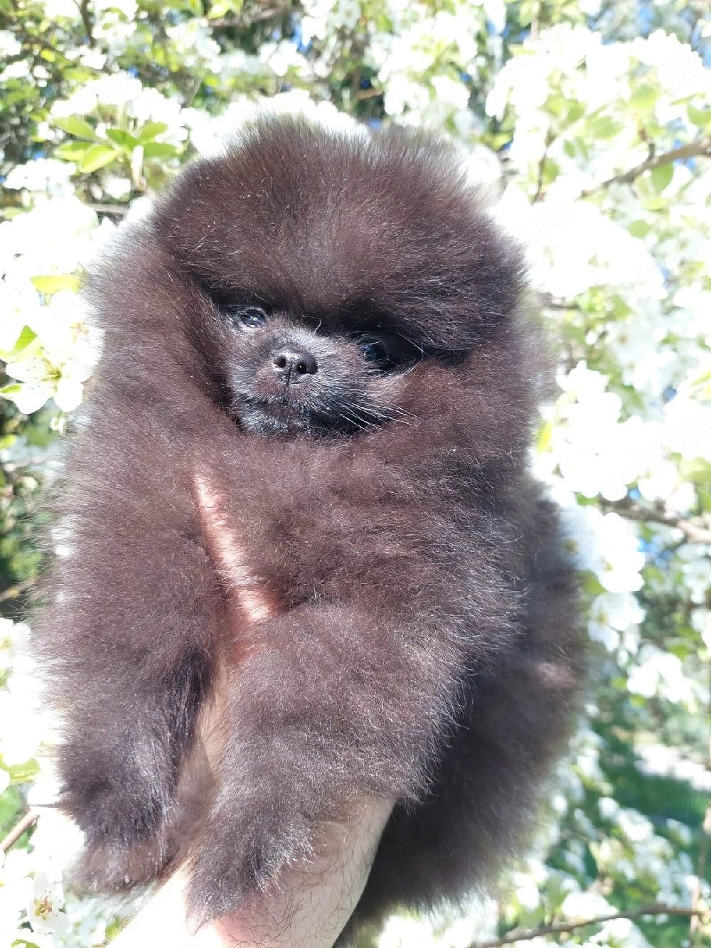 Pomeranian cu pedigree FCI 