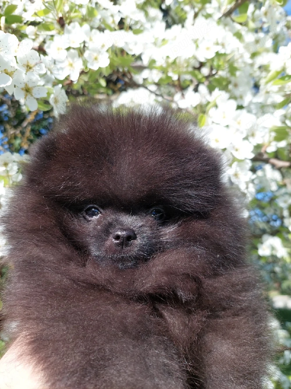 Pomeranian cu pedigree FCI 