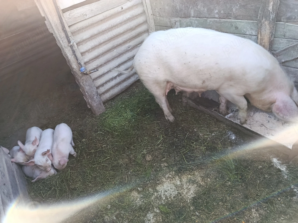 De vânzare scroafă cu  6 purcei 3 săptămâni purceii