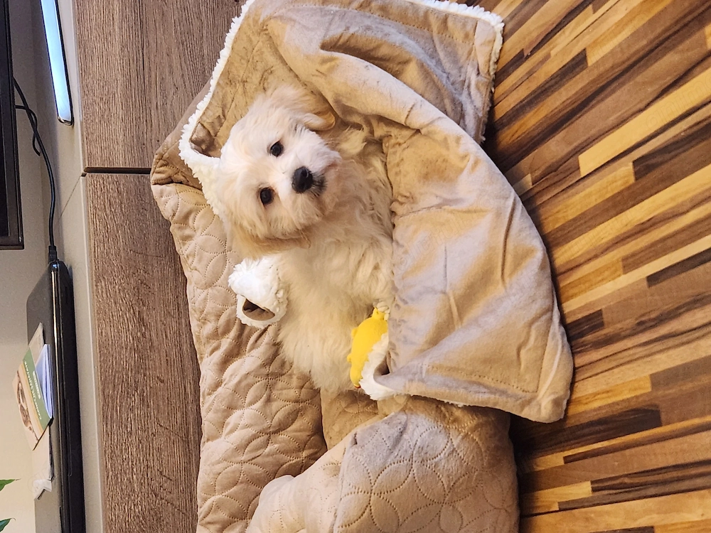 Bichon Maltez 3 luni