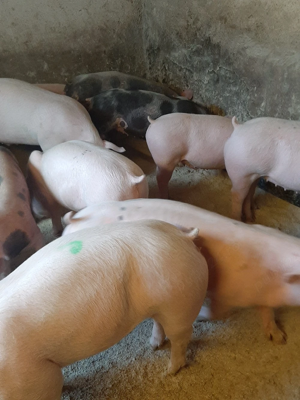 vând soldani de carne diferite mărimi 