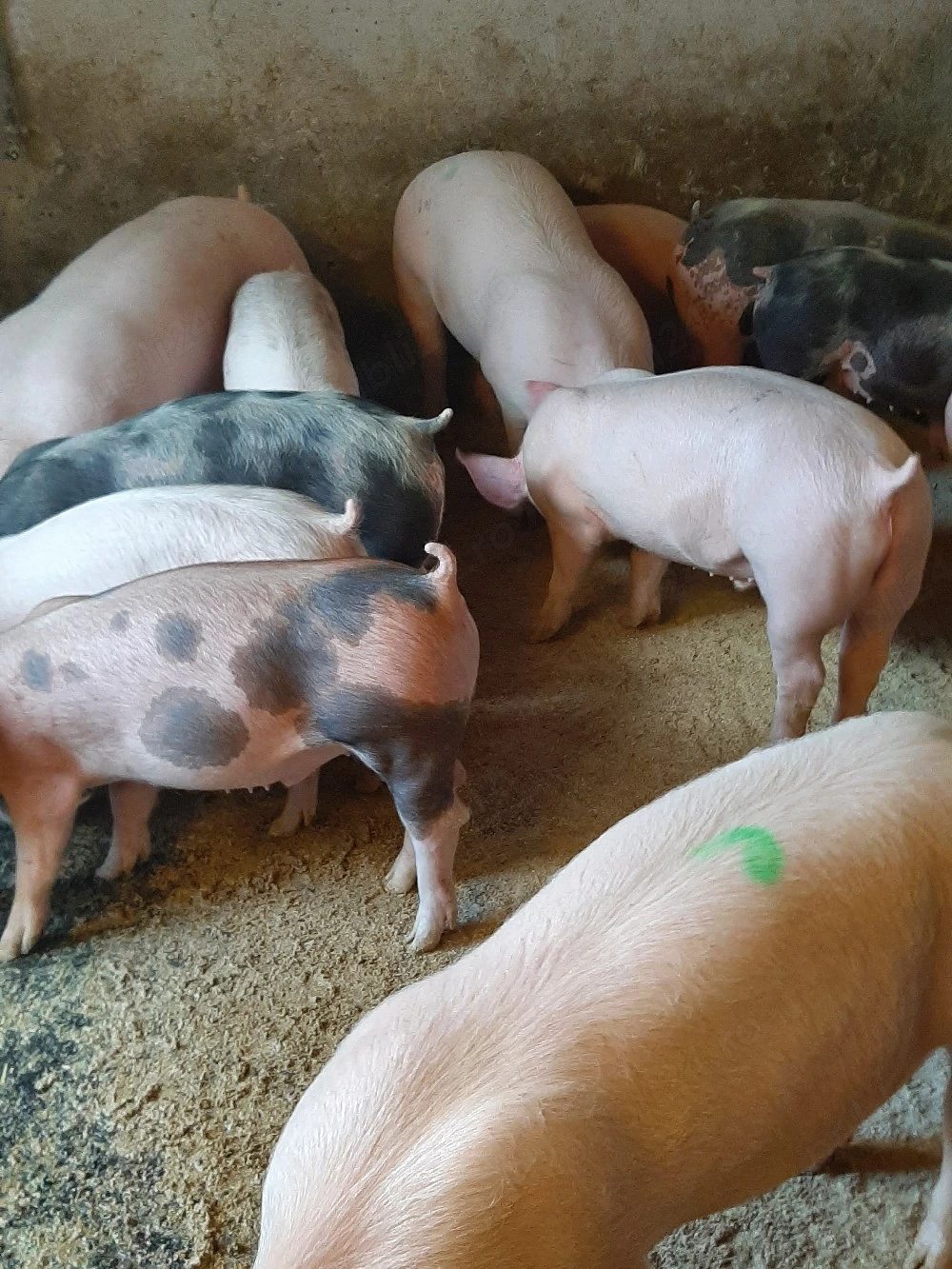 vând soldani de carne diferite mărimi 
