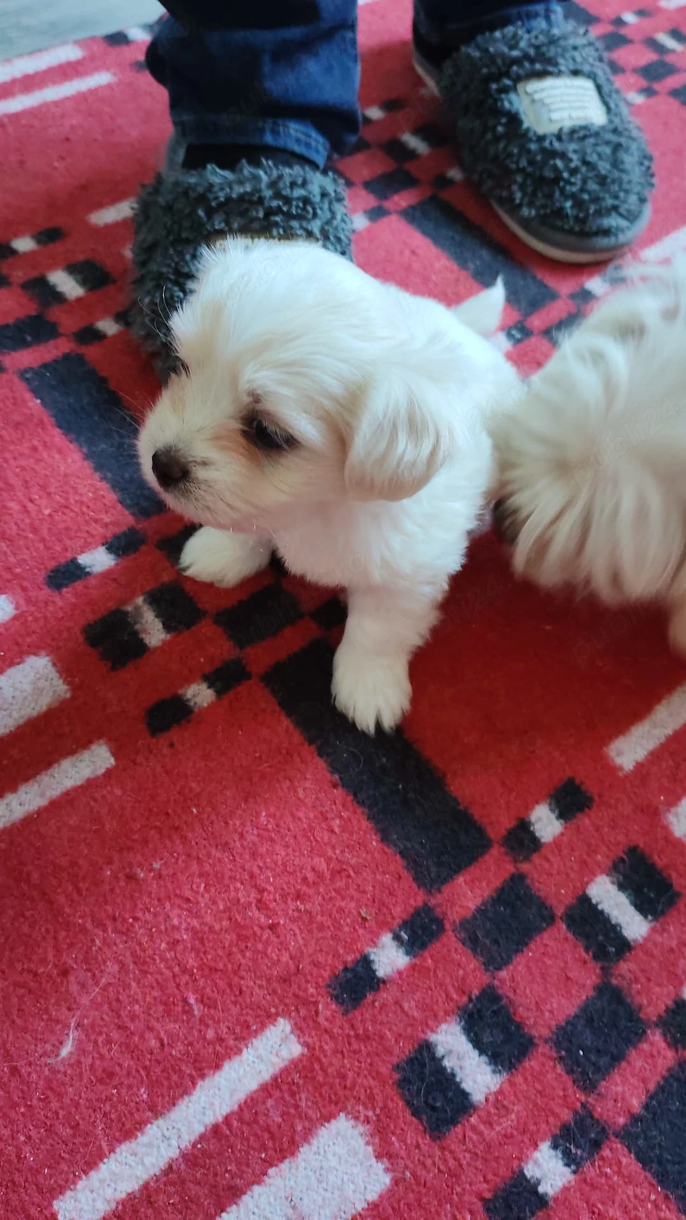 Vând cățel bichon maltez. 