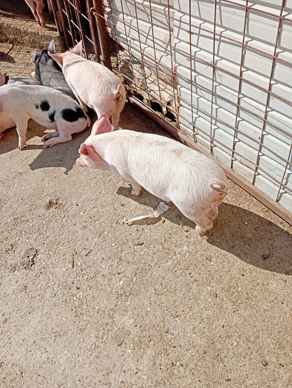 De vanzare purcei