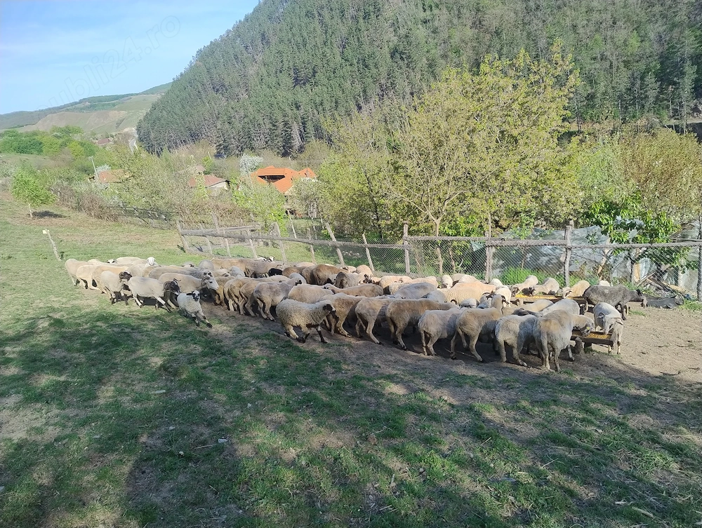 Oi de vânzare Cugir jud Alba 