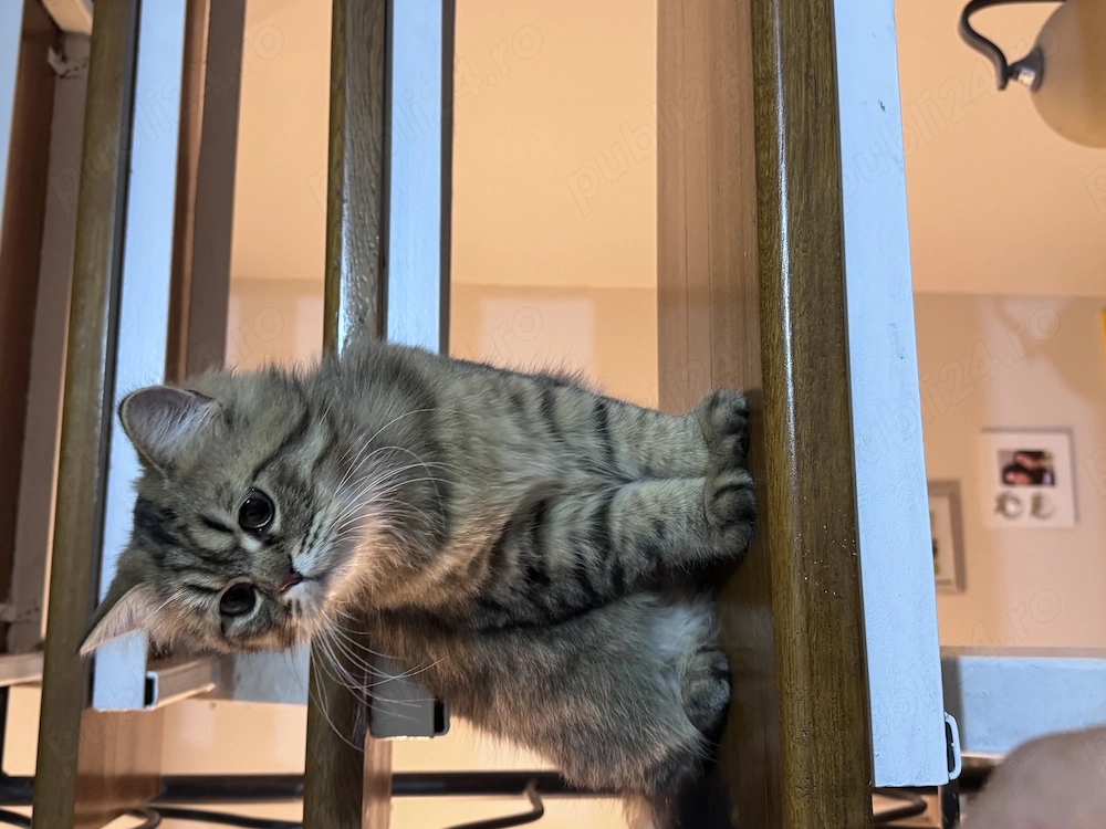 Pisicuta british longhair