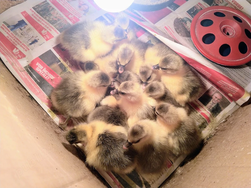 Boboci de gasca romanesti - 2-3 zile