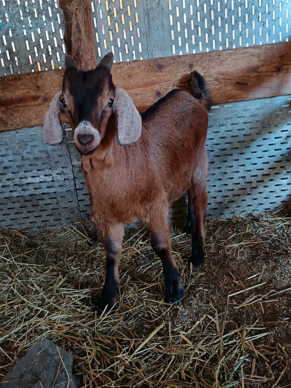 Disponibil țapisor anglo x alpin 