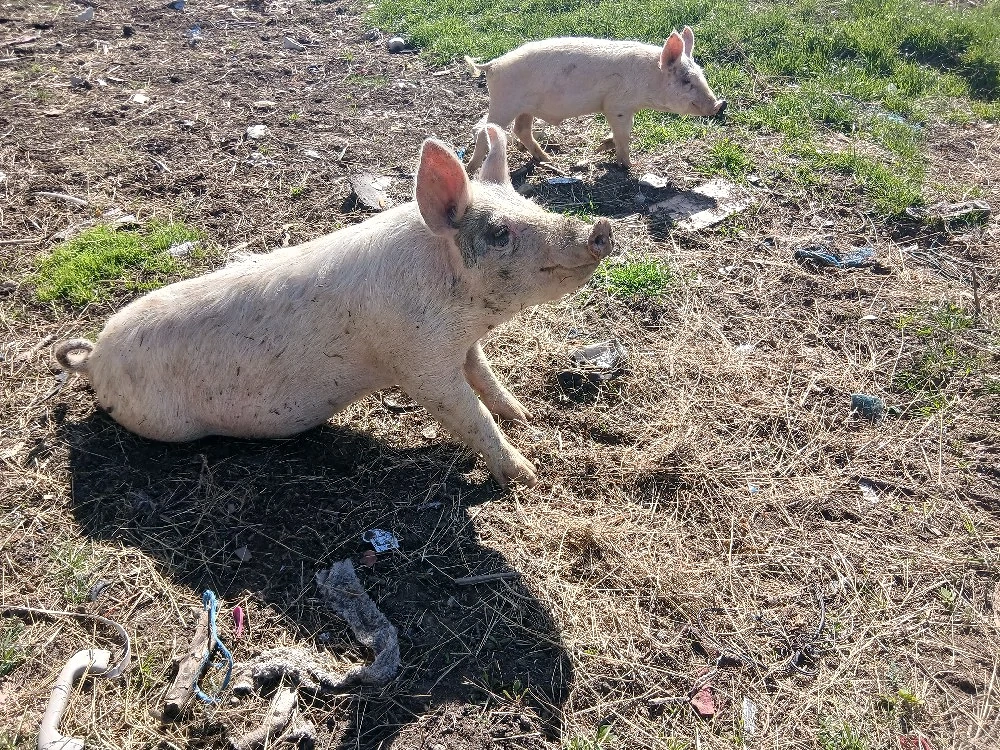 vand porci 