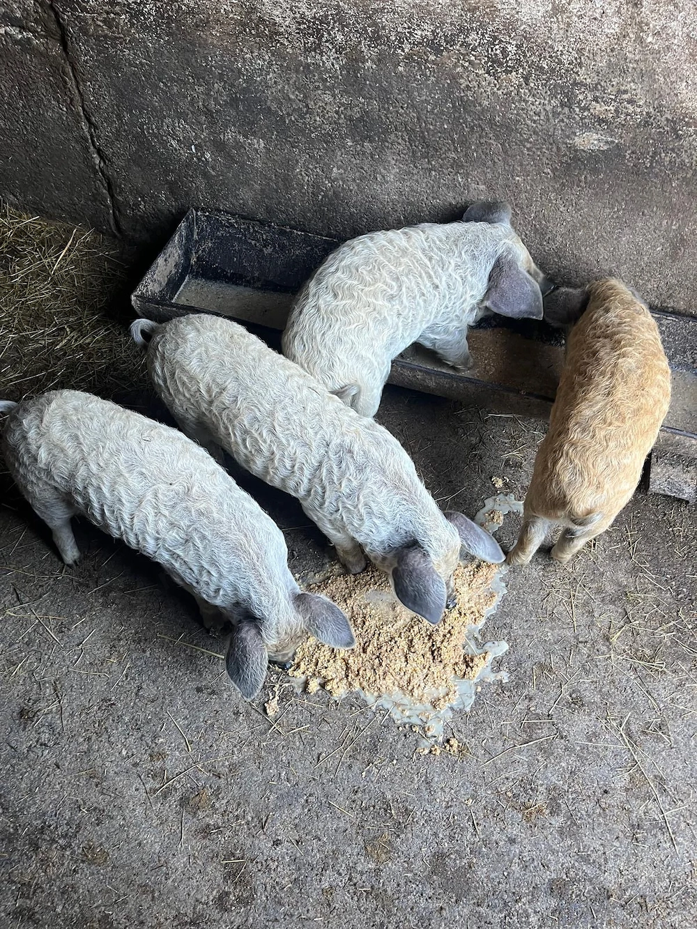 Purcei mangalita