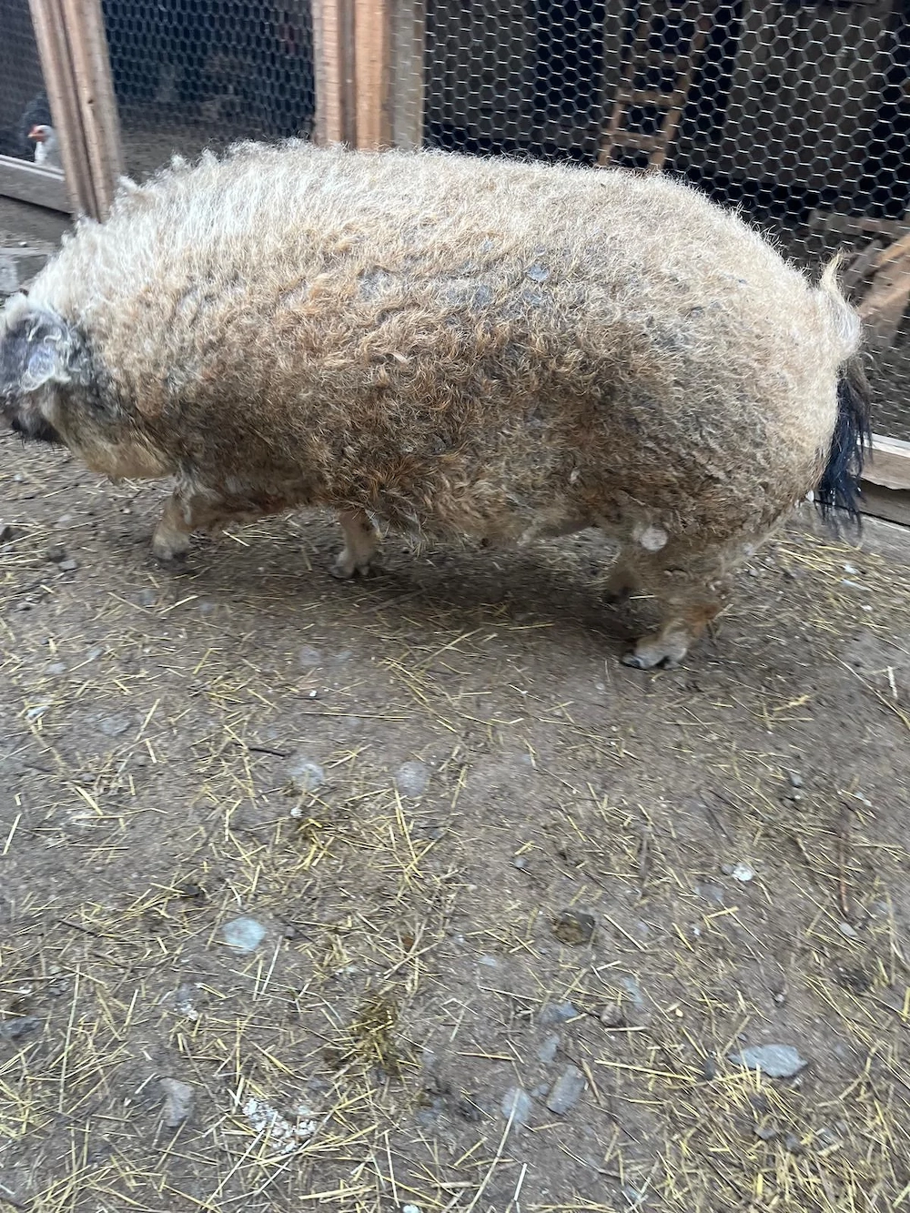 Vand mangalita Porc mangalita