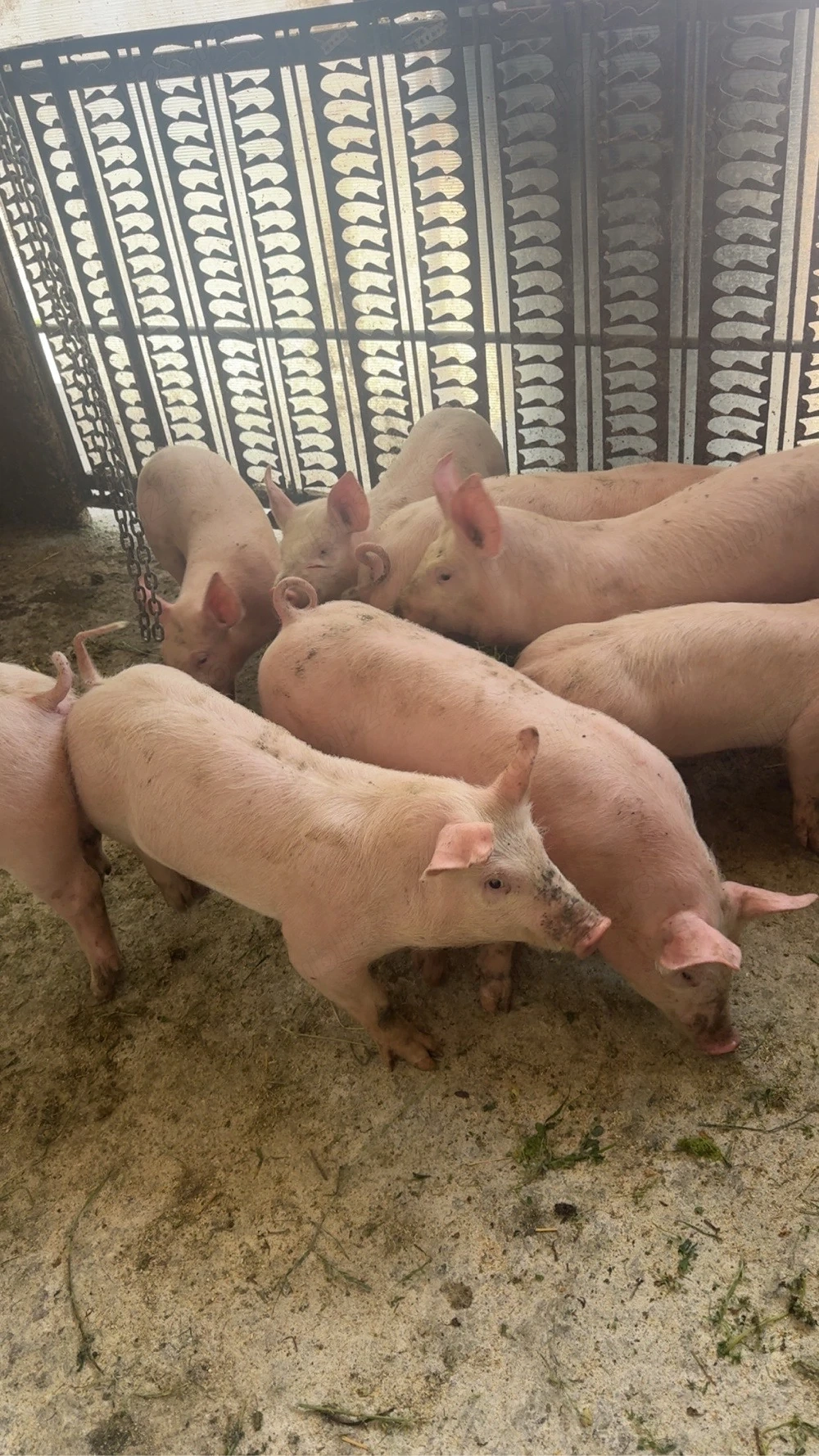 purceii 25-30kg 450-500lei de 7-9saptamani 300-400lei