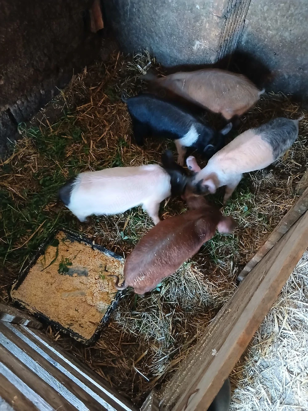 De Vânzare 5 purcei de 8 săptămâni vacinați 