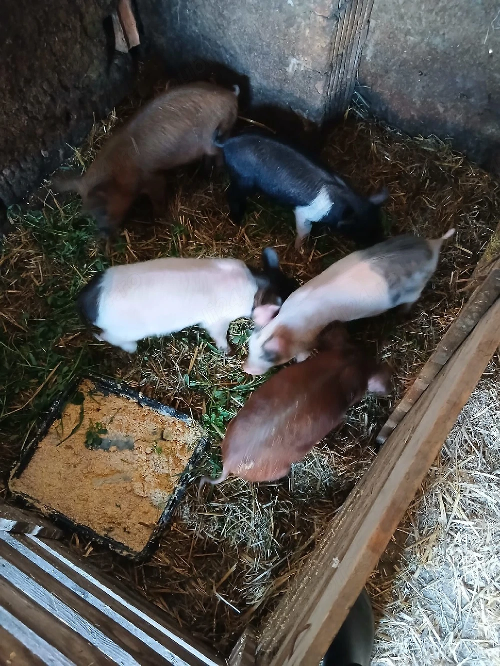 De Vânzare 5 purcei de 8 săptămâni vacinați 