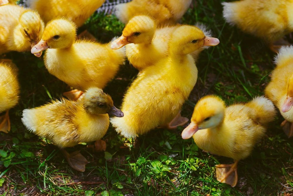 vand rațuște gălăgioase 