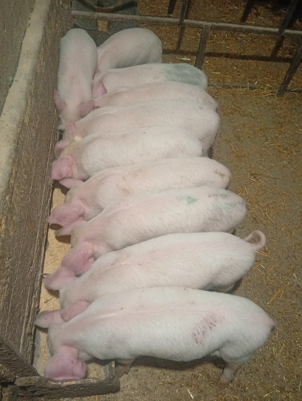 Purcei 7 săptămâni 