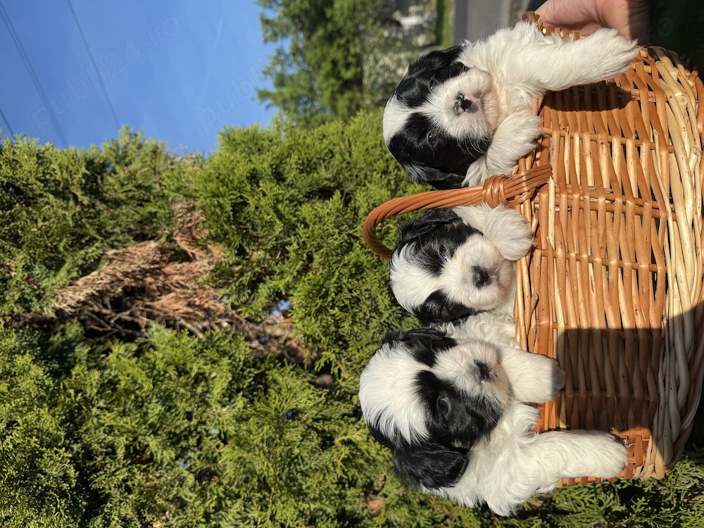 3 cățeluși Shih Tzu își caută familie iubitoare