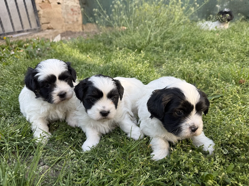  2 cățeluși Shih Tzu își caută familie iubitoare 