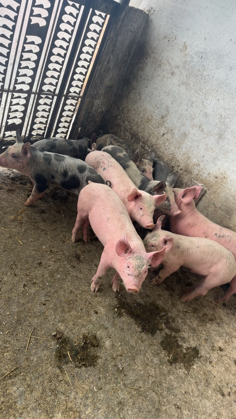 purcei7-8 saptamani si porci 25-30kg