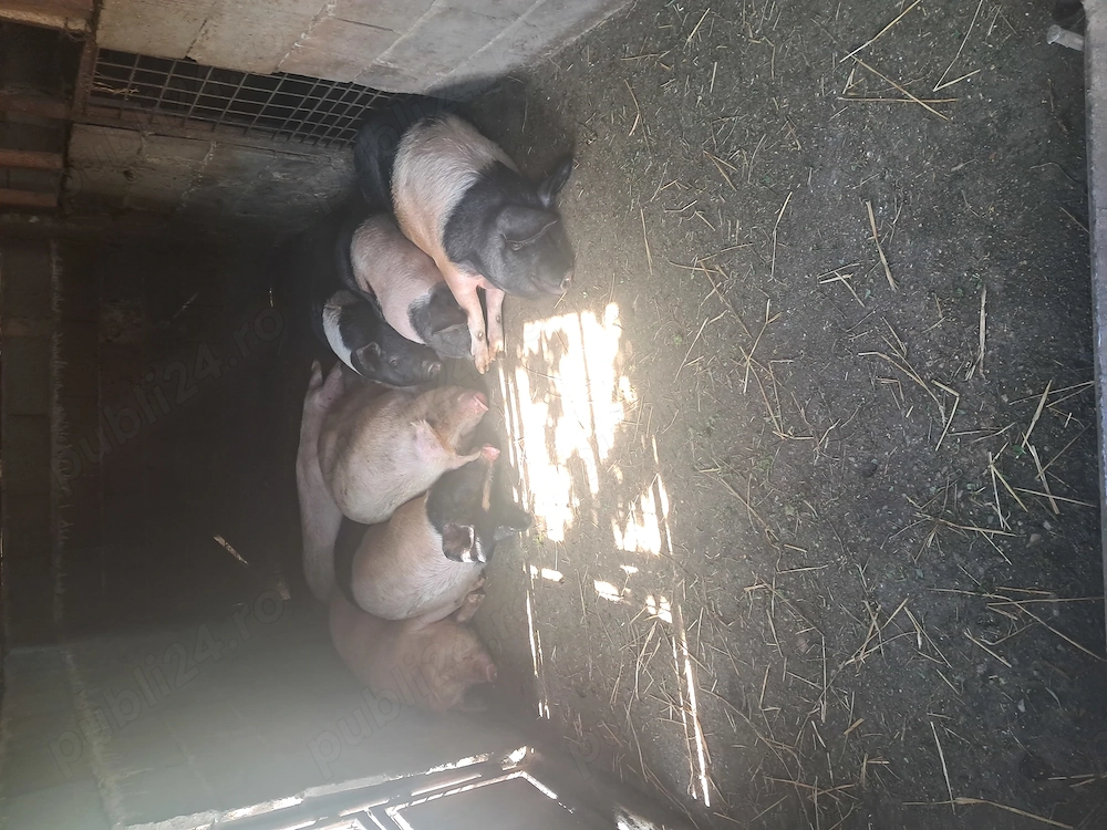 Vand porci sau schimb 