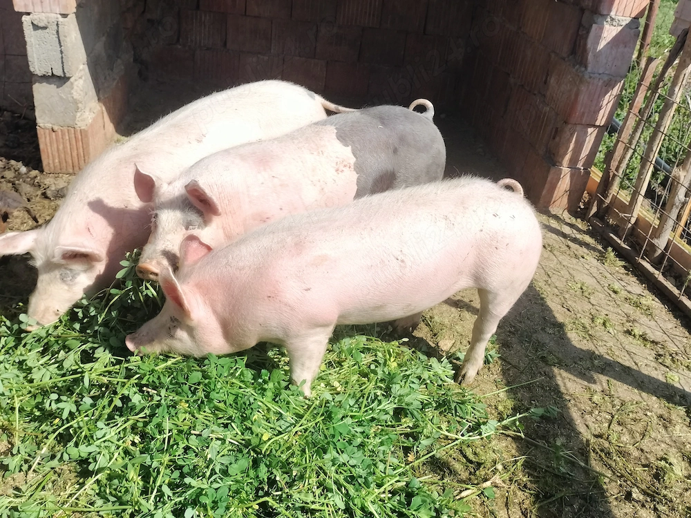 1 vier și 2 scroafe ptr reproducere rasa de carne 