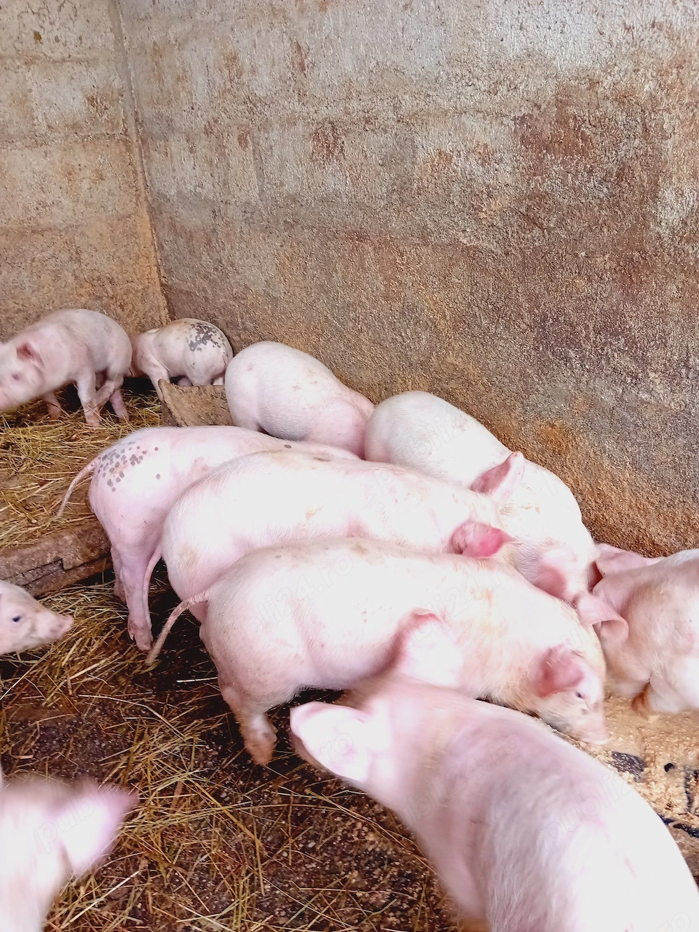 Vând purcei  rasa landras