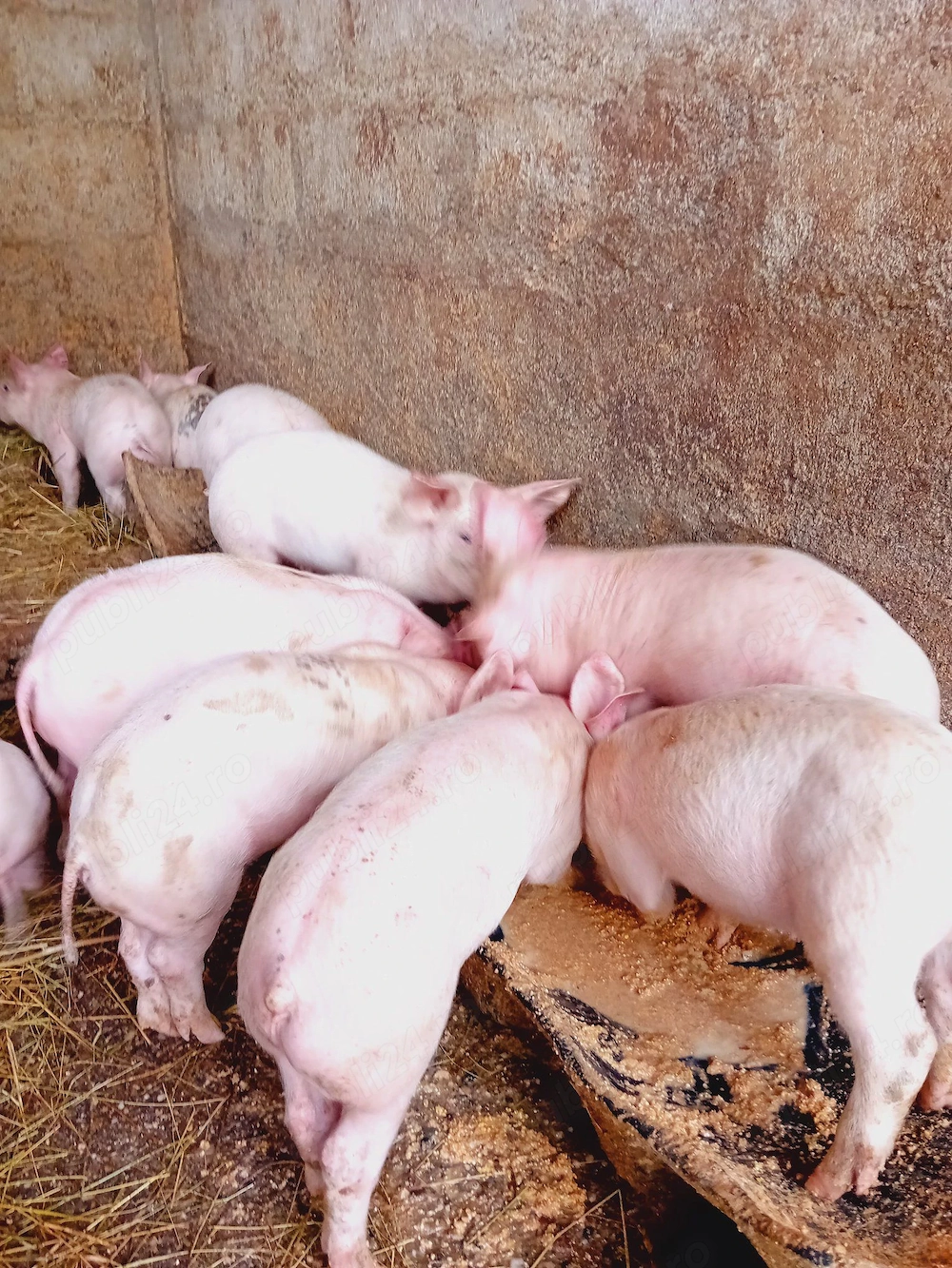 Vând purcei   rasa landras