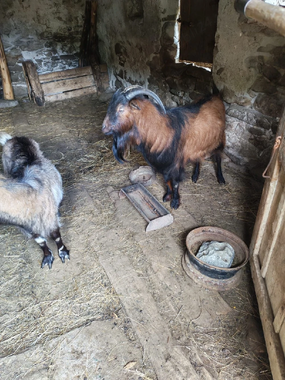 țapi rasa alpină franceză de vânzare