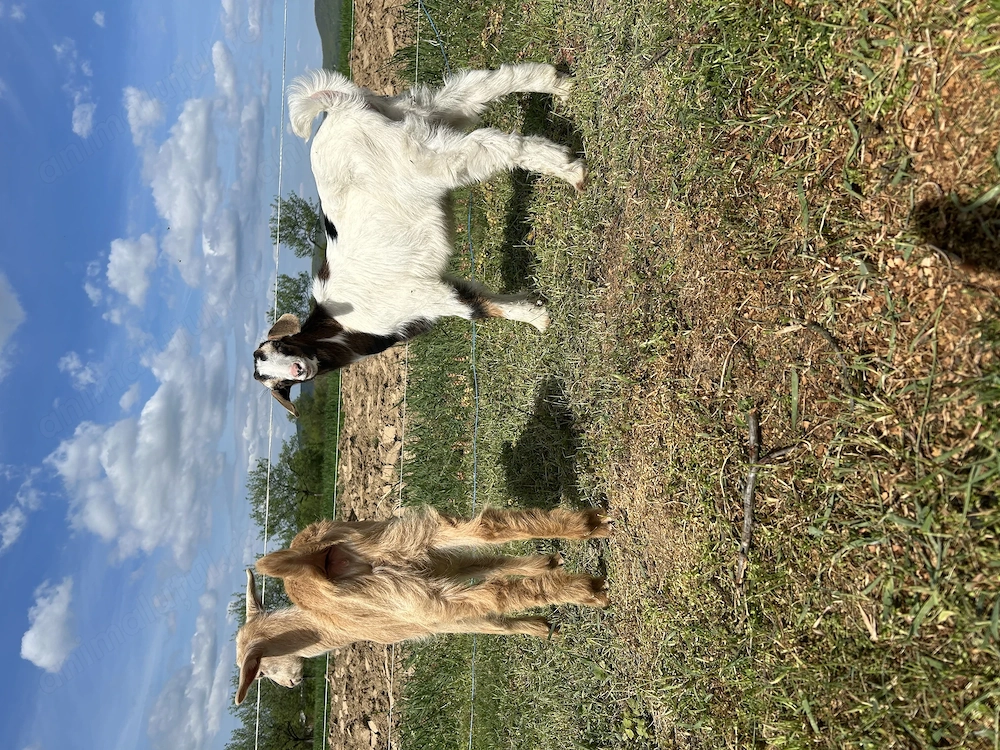 Capre de vânzare cu iezi