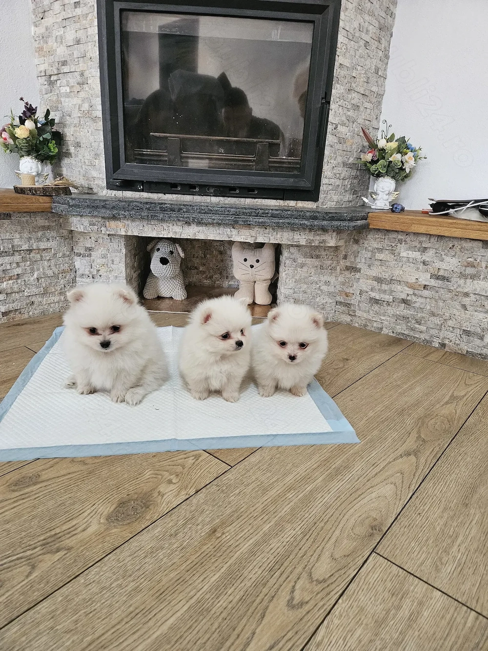 Pui Pomeranian de vânzare 