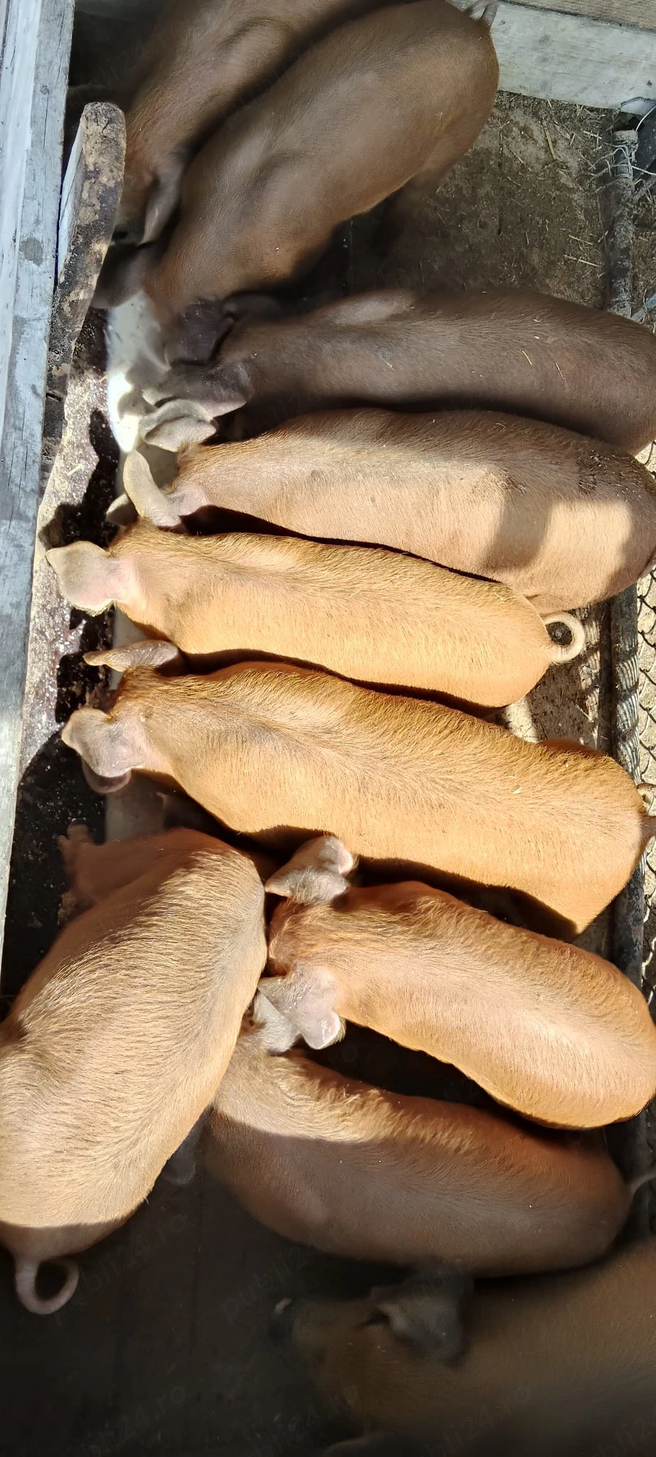 Vand porci rasa Duroc