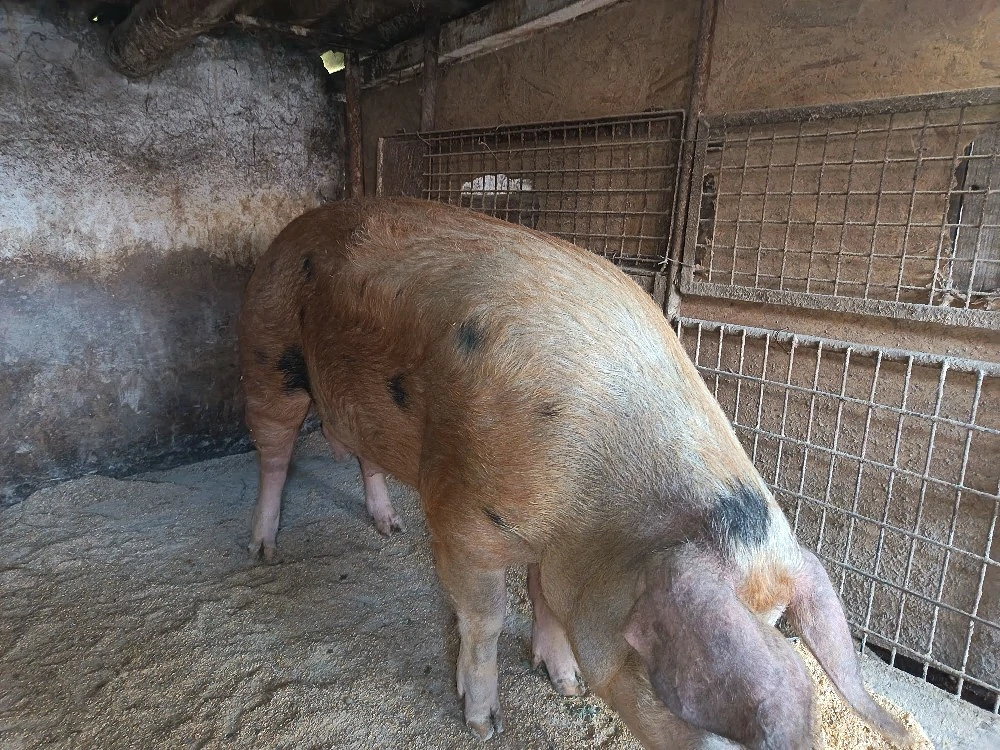 scroafa 250 kg