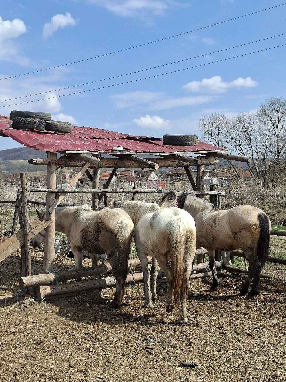 vând două iepe și o mânză fără defecte