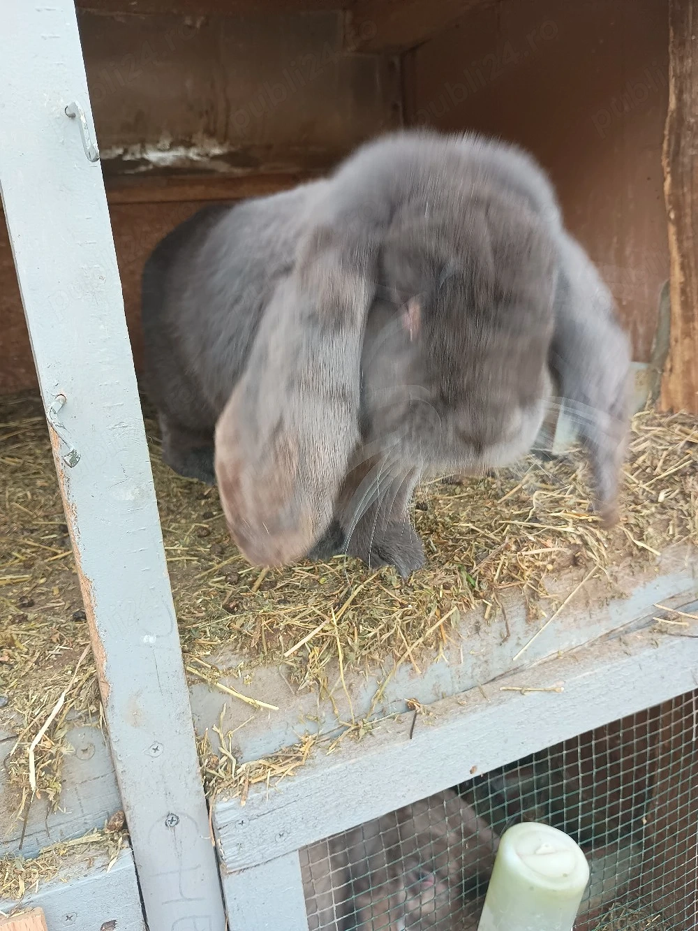 Vand doi masculi Berbec german 