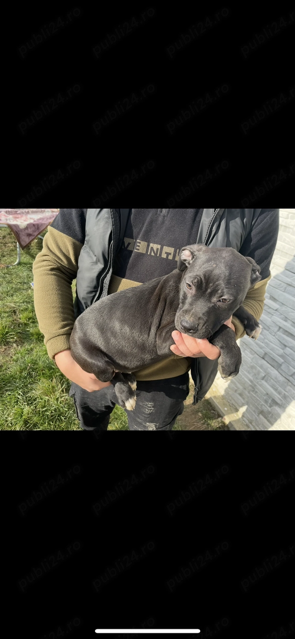 De vânzare căței seuperbi 