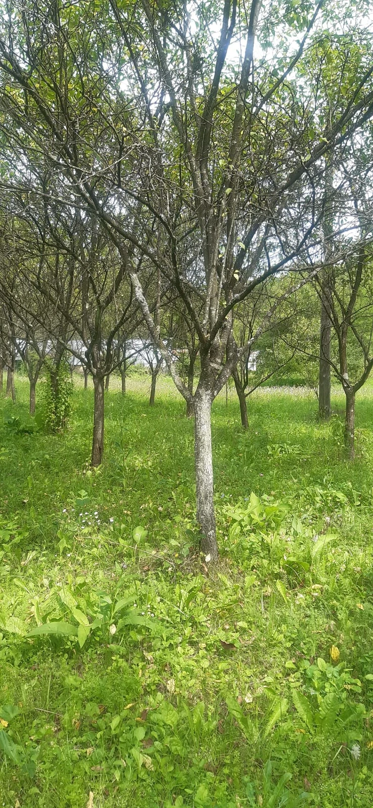 Teren de vânzare la munte (Cosmina de sus)