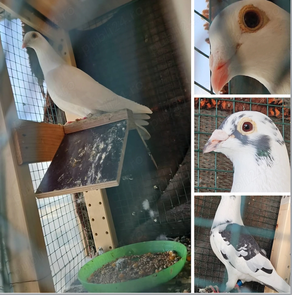 Pereche porumbei voiajori in Bucuresti