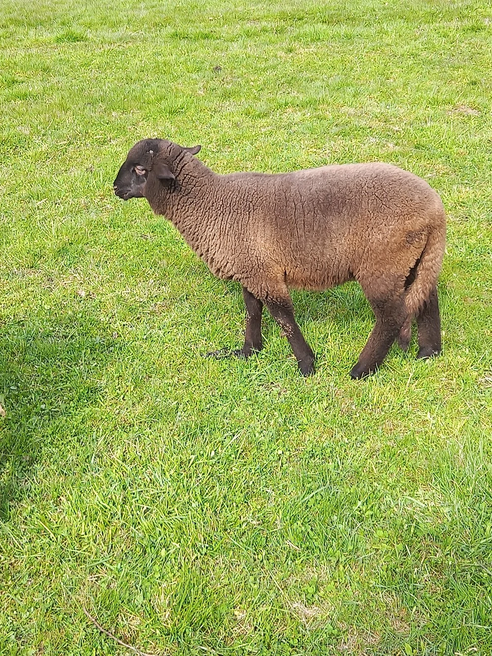 de vânzare 3 berbecuti .